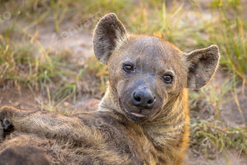 Preview: Spotted Hyena scavenger Portrait