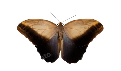 Preview: Large forest tropical butterfly Brassolini on a white background, top view