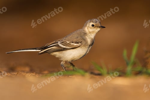 Preview: Juvenile white wagtail walking on sand of riverbank in summer at sunset