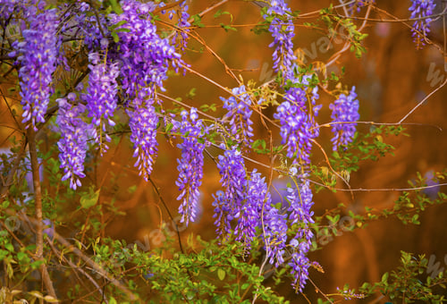 Preview: Wisteria