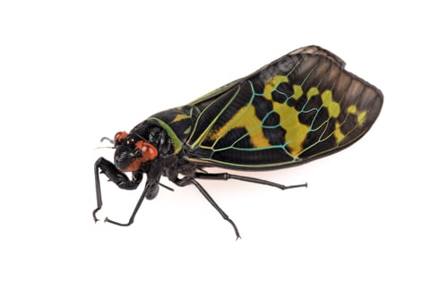 Preview: color cicada