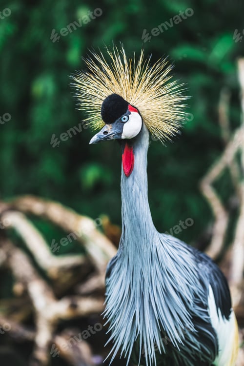 Vorschau: Schwarzer Kronenkranichvogel - Balearica pavonina, Bali, Indonesien. Portrait aus nächster Nähe