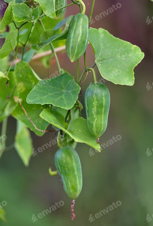 Preview: Ivy gourd or Coccina Grandis