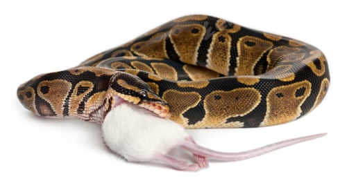 Preview: Python Royal python eating a mouse, ball python, Python regius, in front of white background