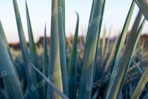 Preview: Close Up Textured Agave Plant with Sharp Thorns in Natural Environment