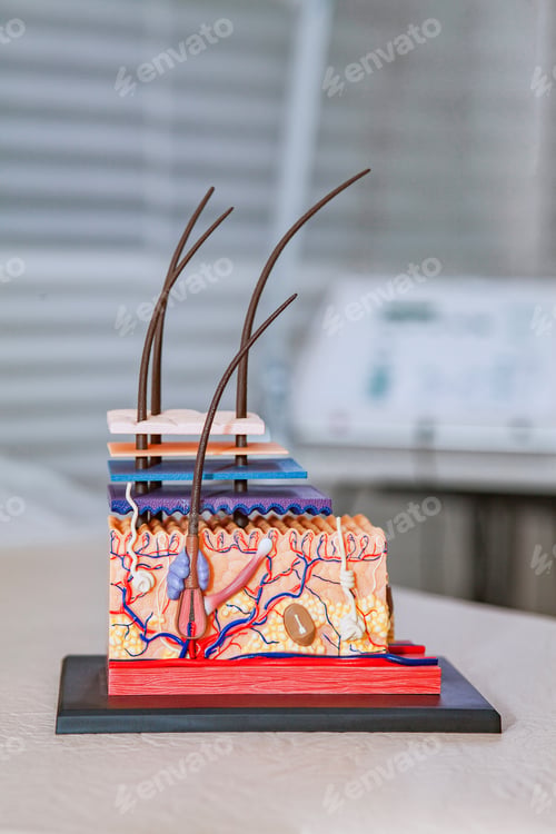 Preview: Pastic model of skin structure with hair for education in the cosmetologist's office
