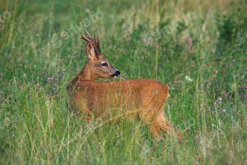 Preview: Roe deer looking over the shoulder on meadow in summer