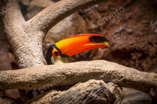 Preview: Close-up of a Toco toucan hiding behind a branch