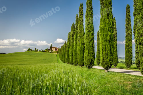 Preview: Road with Cypresses to agritourism in Tuscany