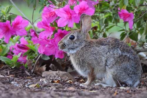 Preview: a rabbit sitting among flowers in the middle of some dirt