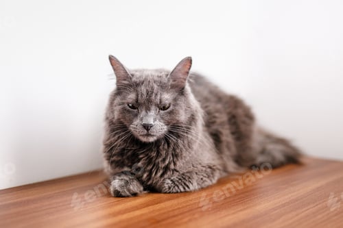 Preview: A smoky gray and very fluffy cat lies on a dresser and rests
