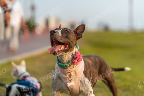Preview: Dog with his tongue out walking in the park