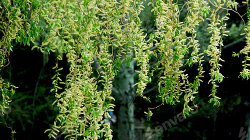 Preview: Hanging leaves