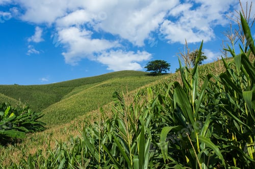Preview: Corn farm on hill with blue sky and sunset background