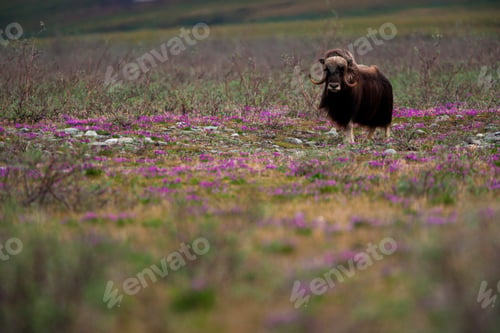 Preview: Muskox, Arctic National Wildlife Refuge, Alaska