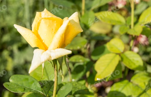 Preview: Beautiful yellow rose blooms in the garden background of green leaves and stems, the concept of