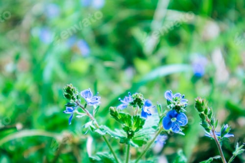 Preview: Summer nature background. Beautiful spring blue flower on green background. Flowering summer