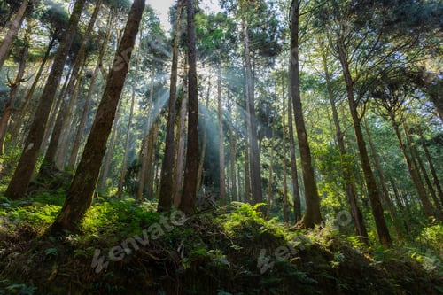 Preview: Cedar trees in the forest with through sunlight ray