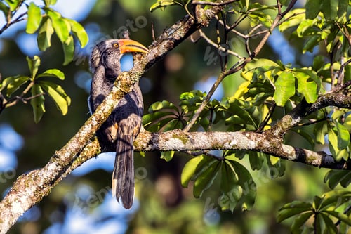Preview: Malabar grey hornbill perched on a tree branch with green foliage. Thattekad, Kerala, India