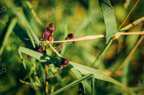 Preview: cute ladybird bug on green flower plant in summer sunny garden