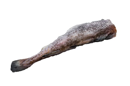 Preview: Raw cod whole fish on kitchen table. High quality Isolate, white background.