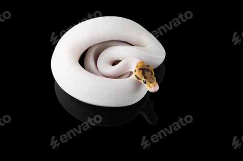 Preview: Multicoloured snake ball royal python isolated on black background