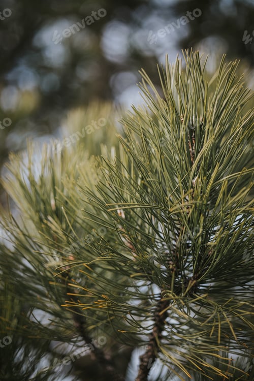 Preview: Closeup shot of the branches of a Christmas tree