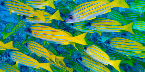 Preview: Blue-striped Snapper, North Ari Atoll, Maldives