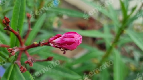 Preview: Vibrant pink rose in a garden