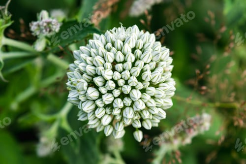 Preview: Allium flower arrow. Natural background.