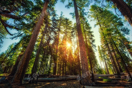 Preview: Forest Of Sequoias In The Mariposa Grove At Yosemite National Park In California