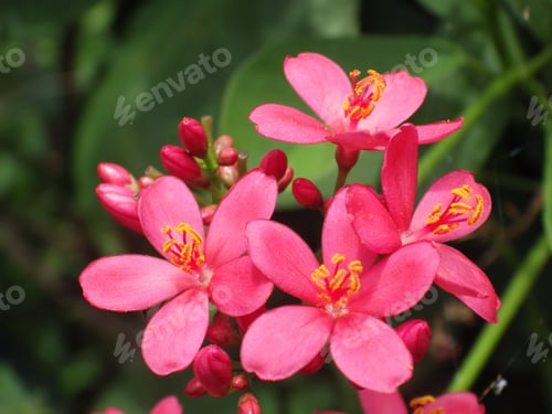 Preview: Selective focus shot of beautiful pink jatropha integerrima flowers