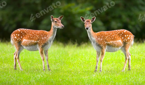 Preview: Deer (fallow deer). A female deer (fallow dear) in natural setting.