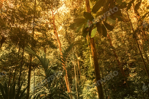 Preview: Green forest background
