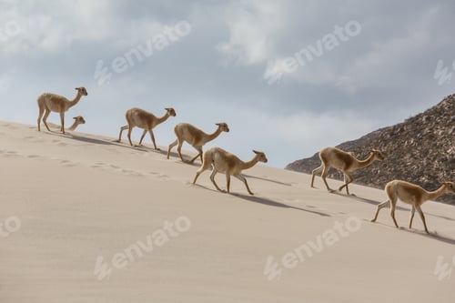 Preview: Vicuna