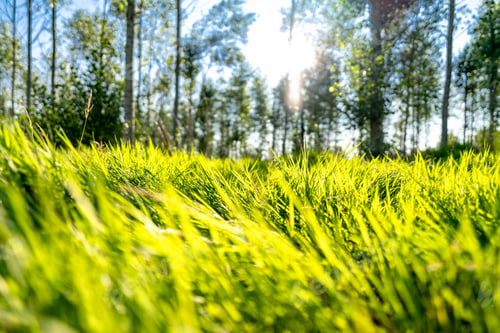 Preview: Grass growing in the bright sunlight
