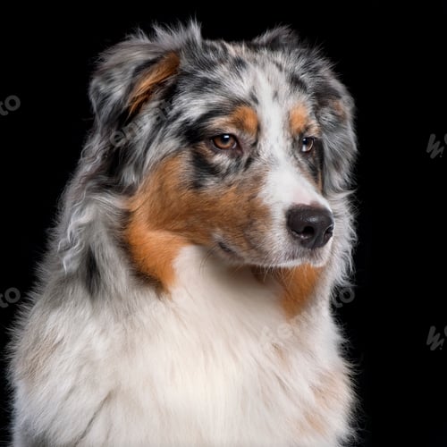 Preview: Australian Shepherd dog, 10 months old, in front of black background