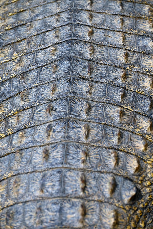 Preview: Close up and detail of the skin of a Nile Crocodile