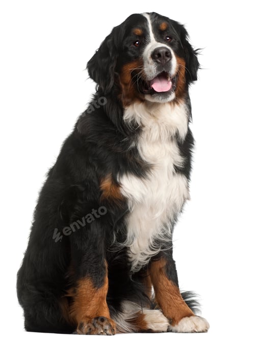 Preview: Bernese Mountain Dog, 1 year old, sitting in front of white background