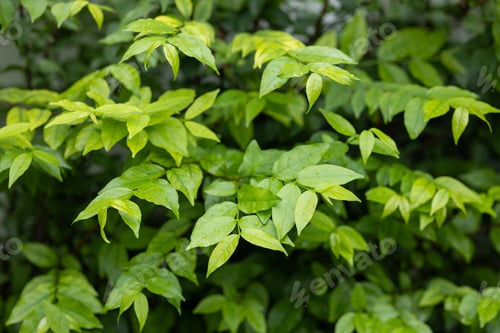 Preview: Close-Up of Lush Green Tree Leaves Outdoors