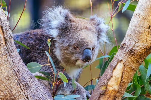 Preview: Koala in a Tree in Australia
