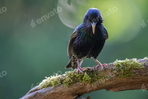 Preview: Closeup of a Common Starling perched on a tree branch with moss against a green background