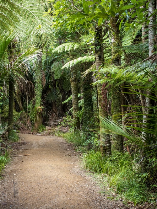 Preview: Kitekite Falls tourist track at Piha, Auckland, New Zealand