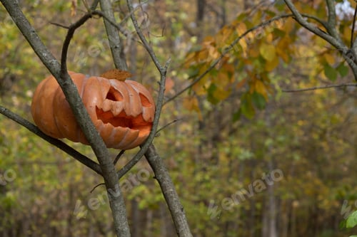 Preview: Halloween pumpkin lies on tree branches