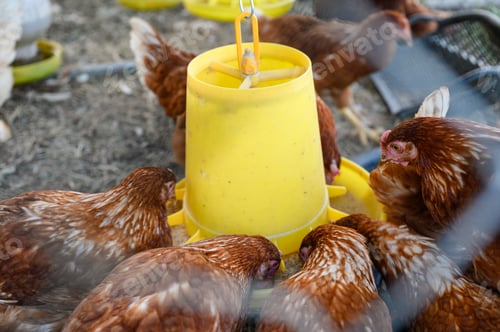 Preview: Flock of Hens eating rice bran on yellow tray in coop