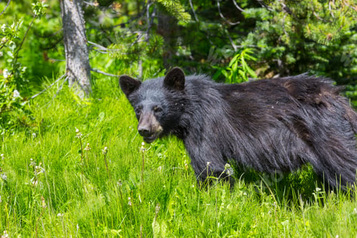 Preview: Black bear