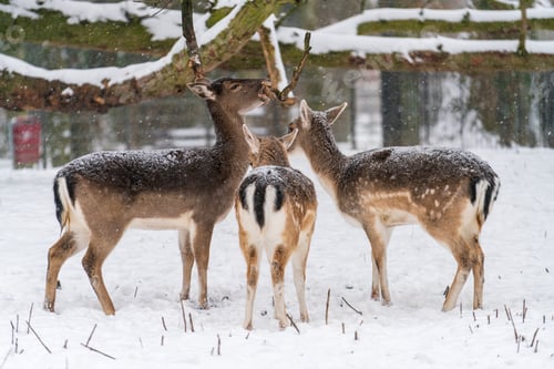 Preview: Fallow deer, stag with antlers and female roe deer in the local park looking for food in the snow