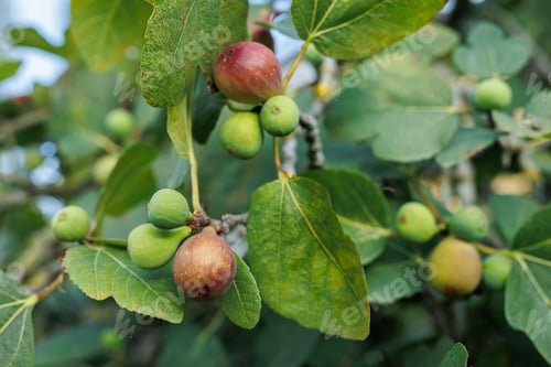Preview: Ripe fig fruits in the canopy of the tree.