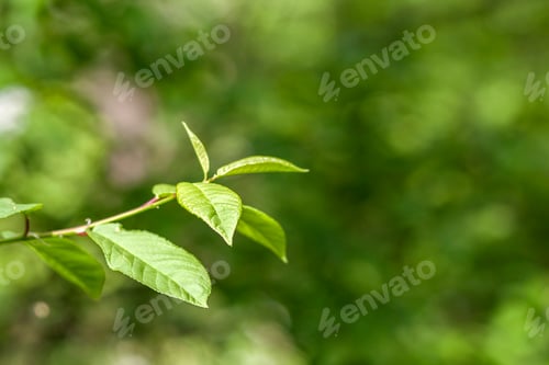 Preview: Green leaves of young tree in spring. Beginning of new life in spring