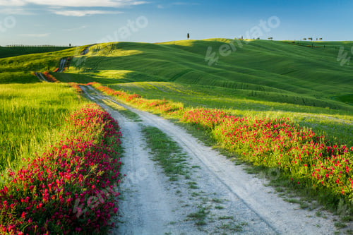 Preview: Beautiful view of green fields and meadows at sunset in Tuscany
